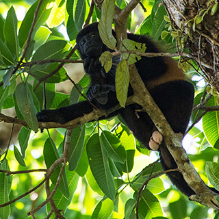 Corcovado - Mantled howler monkey